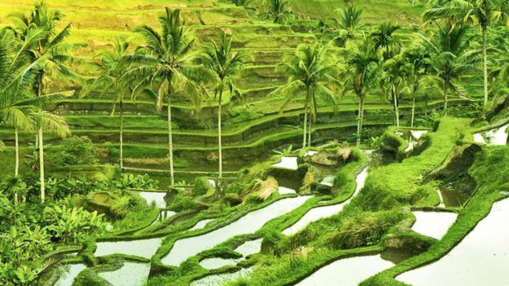 The Beautiful Agriculture Tourism In Indonesia